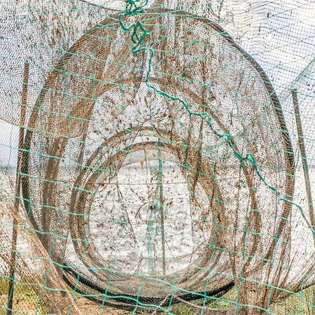 Reetdachhausschilf-idyll